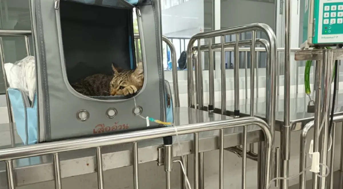 รู้แล้ว เสืออ้วน แมวเซเลบ MRT ป่วยเป็นอะไร โรคนี้ทาสแมวกลัวมาก
