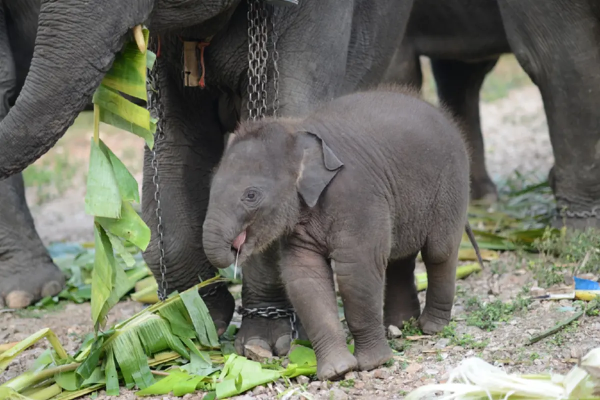 ฟ้าผ่ากลางใจ น้องปลาทู ช้างน้อยชื่อดัง กลับดาวช้างแล้ว
