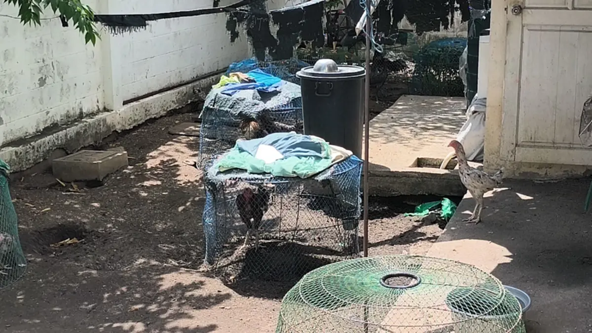 ลุยเคลียร์ปมลุงเลี้ยงไก่ร้อยตัว ส่งกลิ่นหึ่ง ทำเพื่อนบ้านป่วย