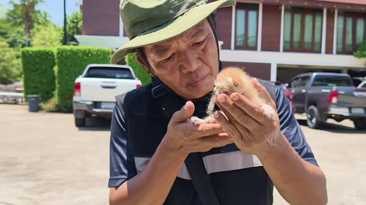 กู้ภัยช่วย 4 ลูกแมวติดใต้ท้องรถ เจ้าของรับเลี้ยงเชื่อมาให้โชค