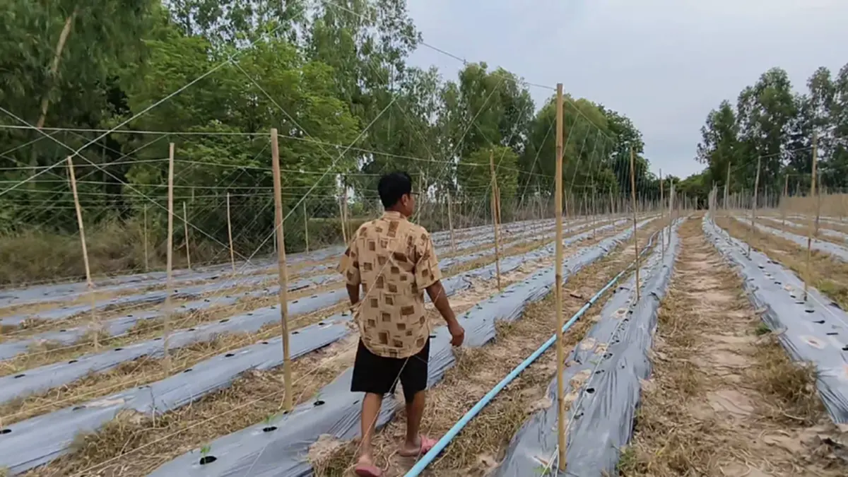 ชาวนาอุทัยฯ พลิกวิกฤตสู้ต้นทุนทำนาไม่ไหว หันปลูกถั่วฝักยาวแทน