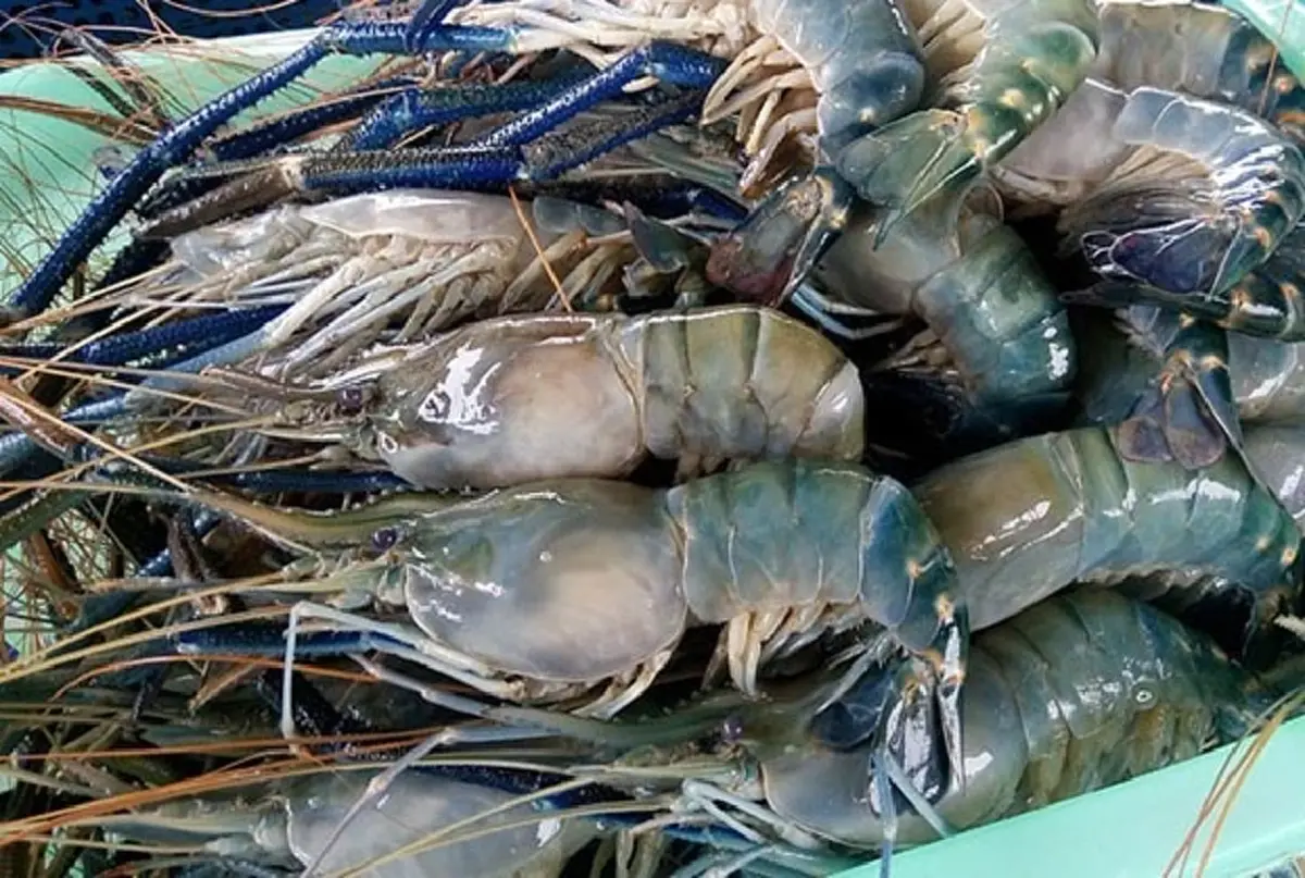รู้ไว้ก่อนกิน! 3 ส่วนของกุ้งควรเลี่ยง เสี่ยงสะสมเชื้อโรคแบบไม่รู้ตัว