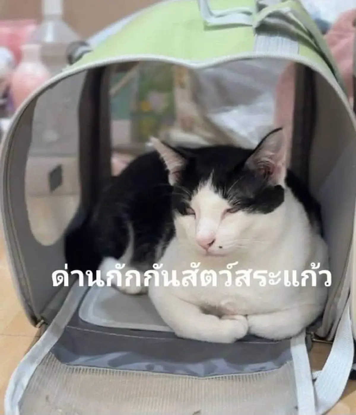ประมูลแมวสก็อตติช 11 ตัว ชาวเน็ตสงสาร ปนสงสัยเกิดอะไรกับเจ้าของ