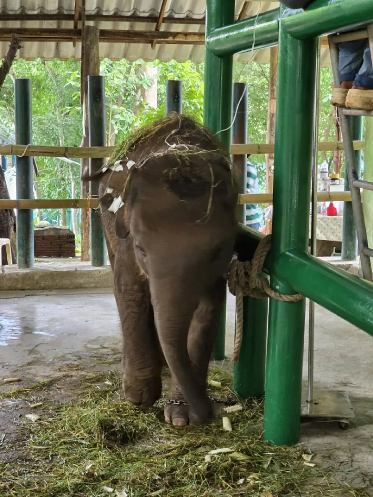 ปวดใจ EEHV ตัวร้าย เล่นงานลูกช้างอีก 2 เชือก อาการยังวิกฤติ