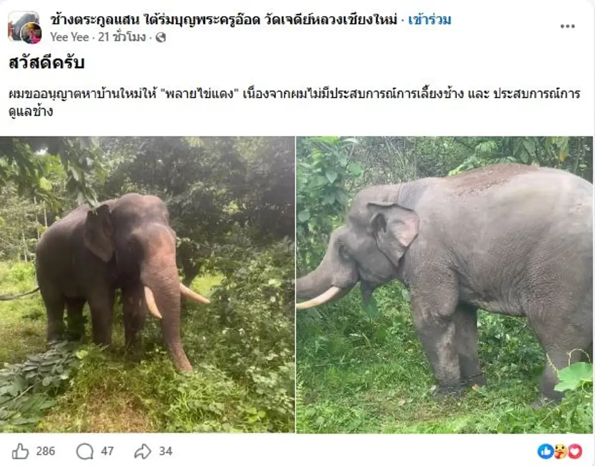 หดหู่ พลายไข่แดง อดีตช้างโชว์-ลากซุง เจ้าของจำใจหาบ้านใหม่