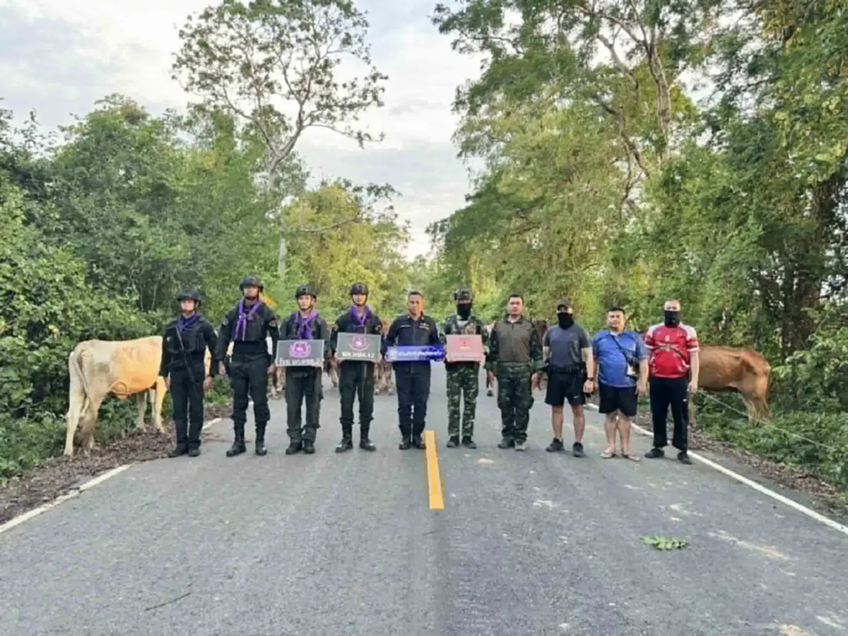 สระแก้วสกัดวัวเถื่อน 46 ตัว ขบวนการทิ้งฝูงหนีเข้าป่าชายแดน