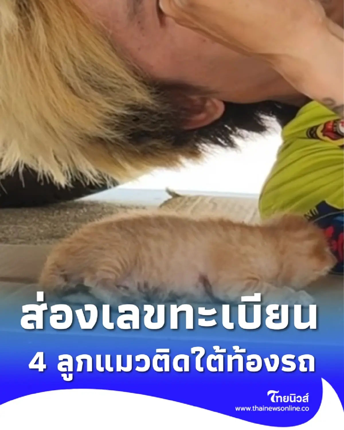 ส่องเลขทะเบียน ลูกแมว 4 ตัว ติดใต้ท้องรถเก๋ง เจ้าของเชื่อมาให้โชค