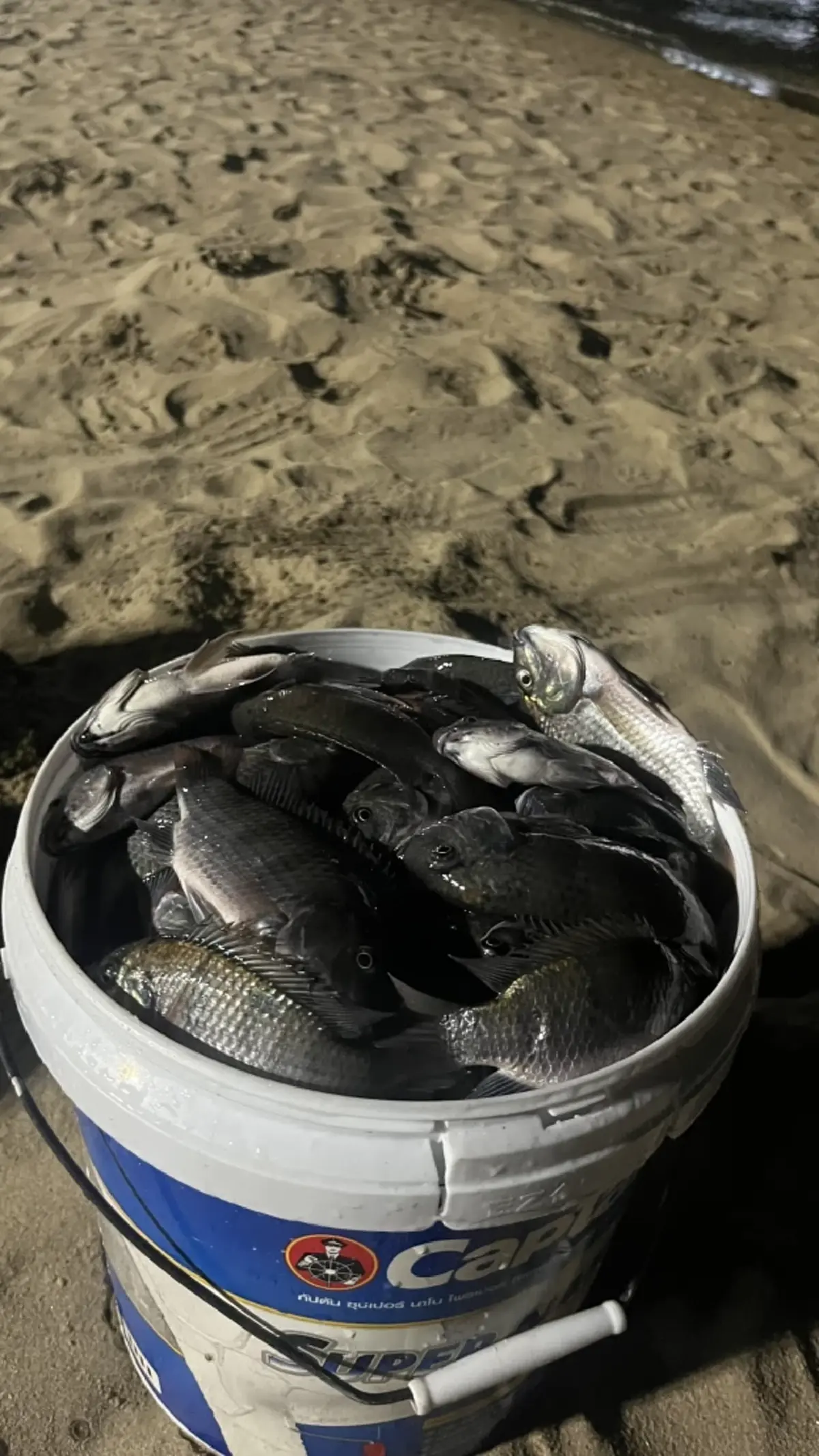 พัทยางง! ปลาหมอคางดำบุกชายหาด หวั่นทำลายสัตว์น้ำท้องถิ่น