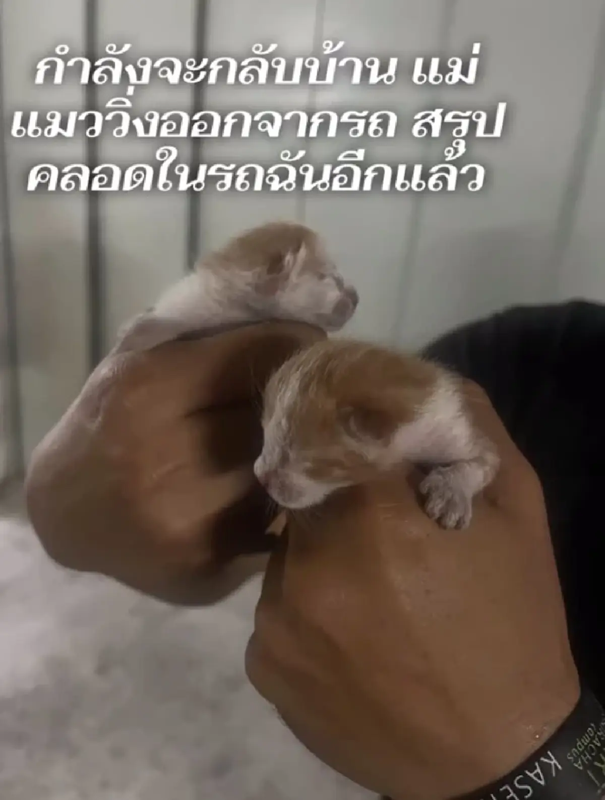 สาวกำลังจะกลับบ้าน เจอแม่แมวมาแอบคลอดลูกในรถ แห่ถามหาเลขทะเบียน