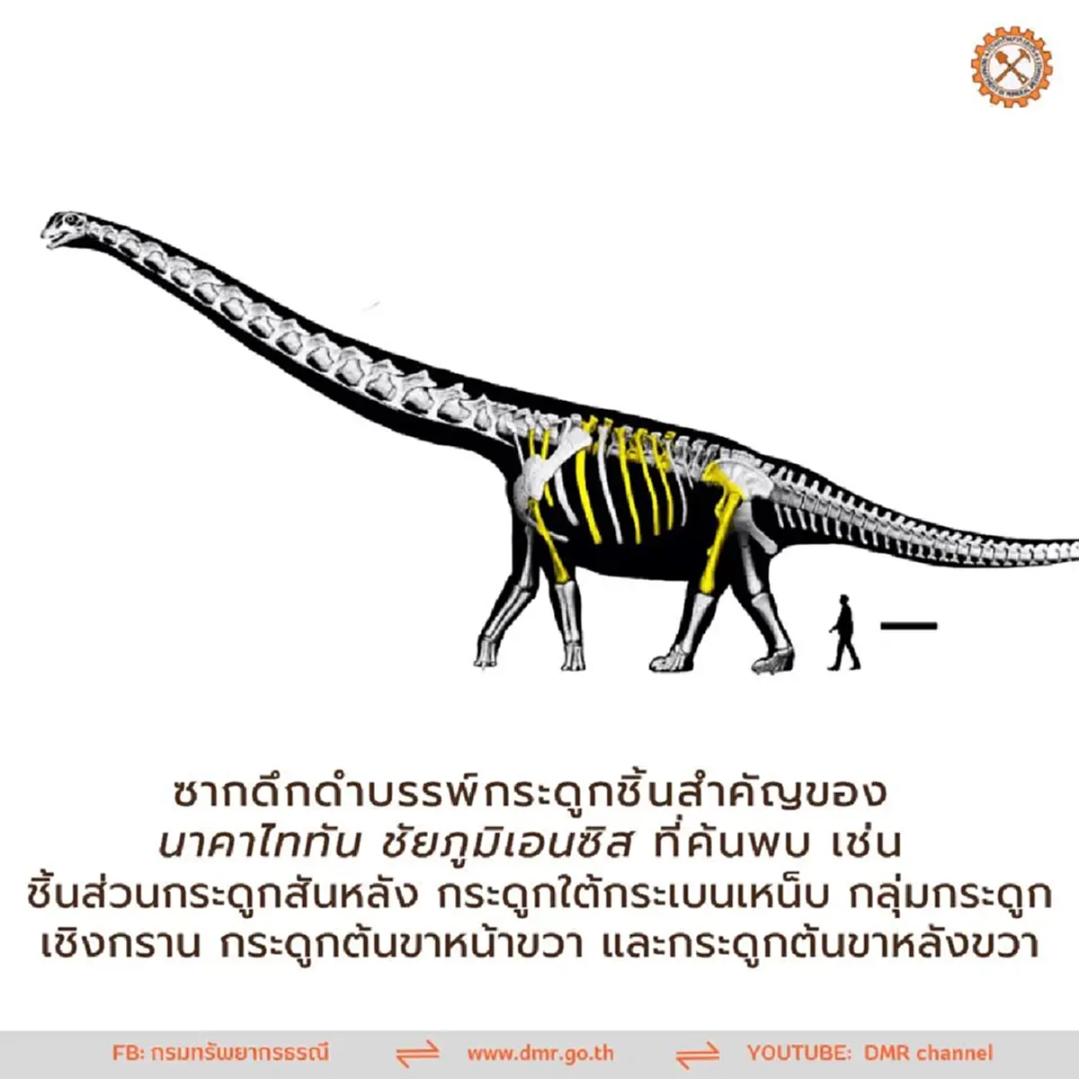 ใหญ่ที่สุด! ไทยค้นพบ "นาคาไททัน ชัยภูมิเอนซิส" ไดโนเสาร์ชนิดใหม่