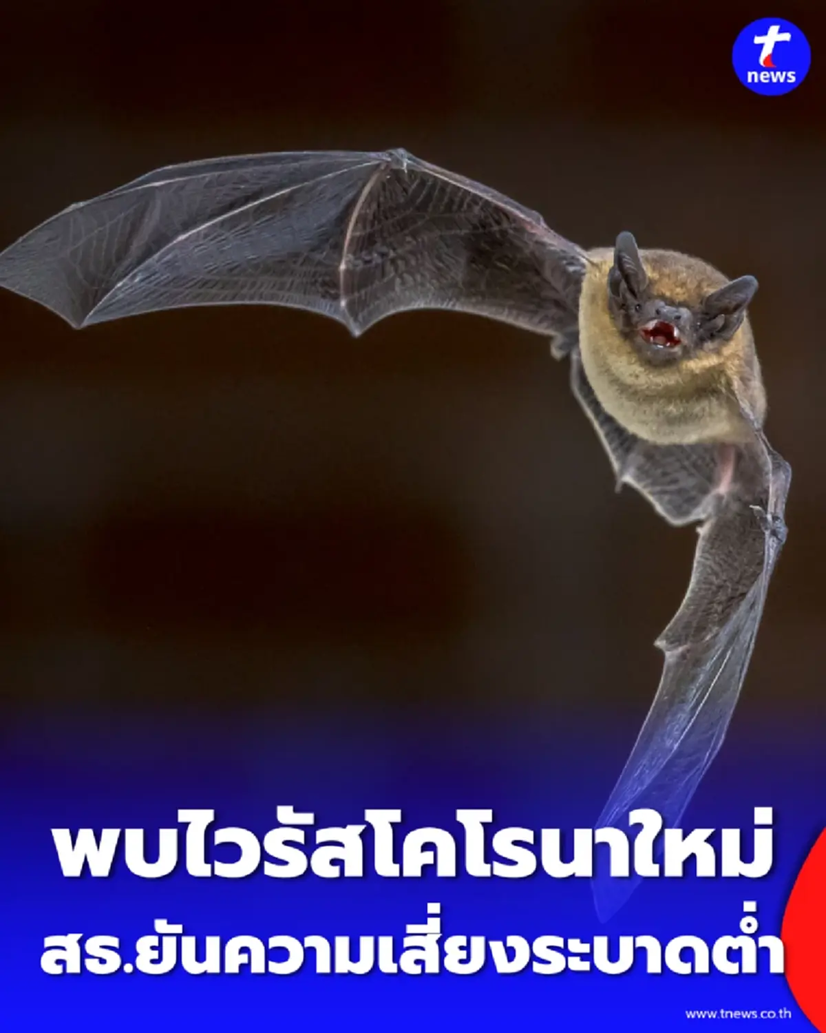 เช็กข้อเท็จจริง พบไวรัสโคโรนาใหม่ในค้างคาวไทย สธ.ยันความเสี่ยงระบาดต่ำ