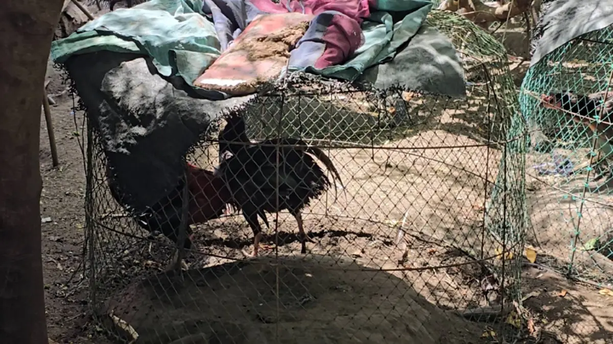 ลุยเคลียร์ปมลุงเลี้ยงไก่ร้อยตัว ส่งกลิ่นหึ่ง ทำเพื่อนบ้านป่วย