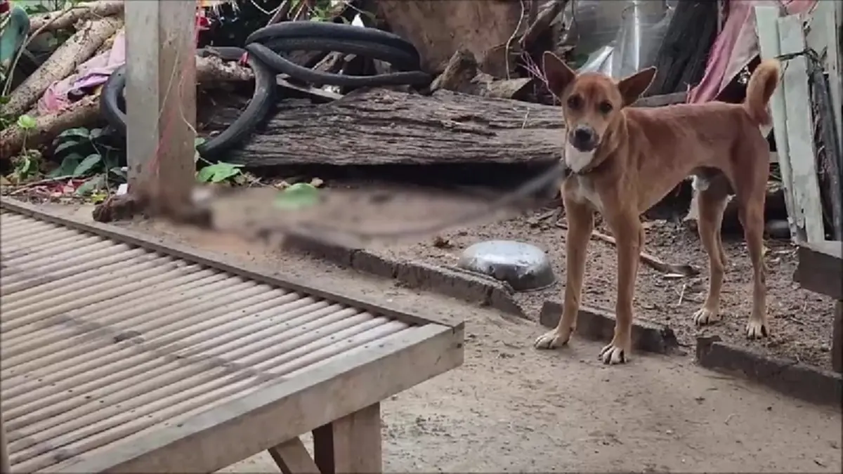 ปศุสัตว์อุดรฯ ลุยช่วยสองหมาถูกล่ามโซ่ 2 ปี ร้องระงมลั่นซอย