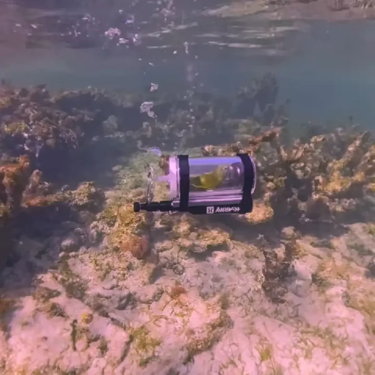 ไวรัลสนั่น หนุ่ม สร้างแคปซูลดำน้ำ พานกแก้วสุดรักชมปะการัง