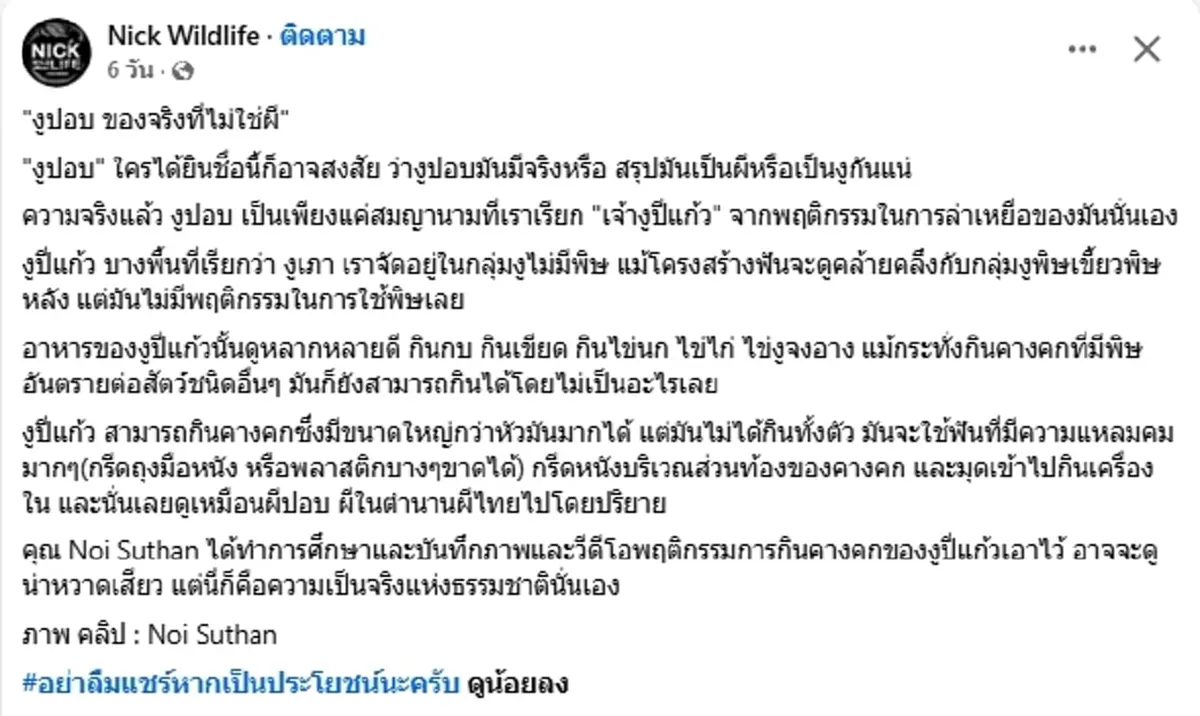 เปิดความจริง "งูปอบ" มีจริงไหม ผู้เชี่ยวชาญเฉลย พฤติกรรมชวนขนลุก
