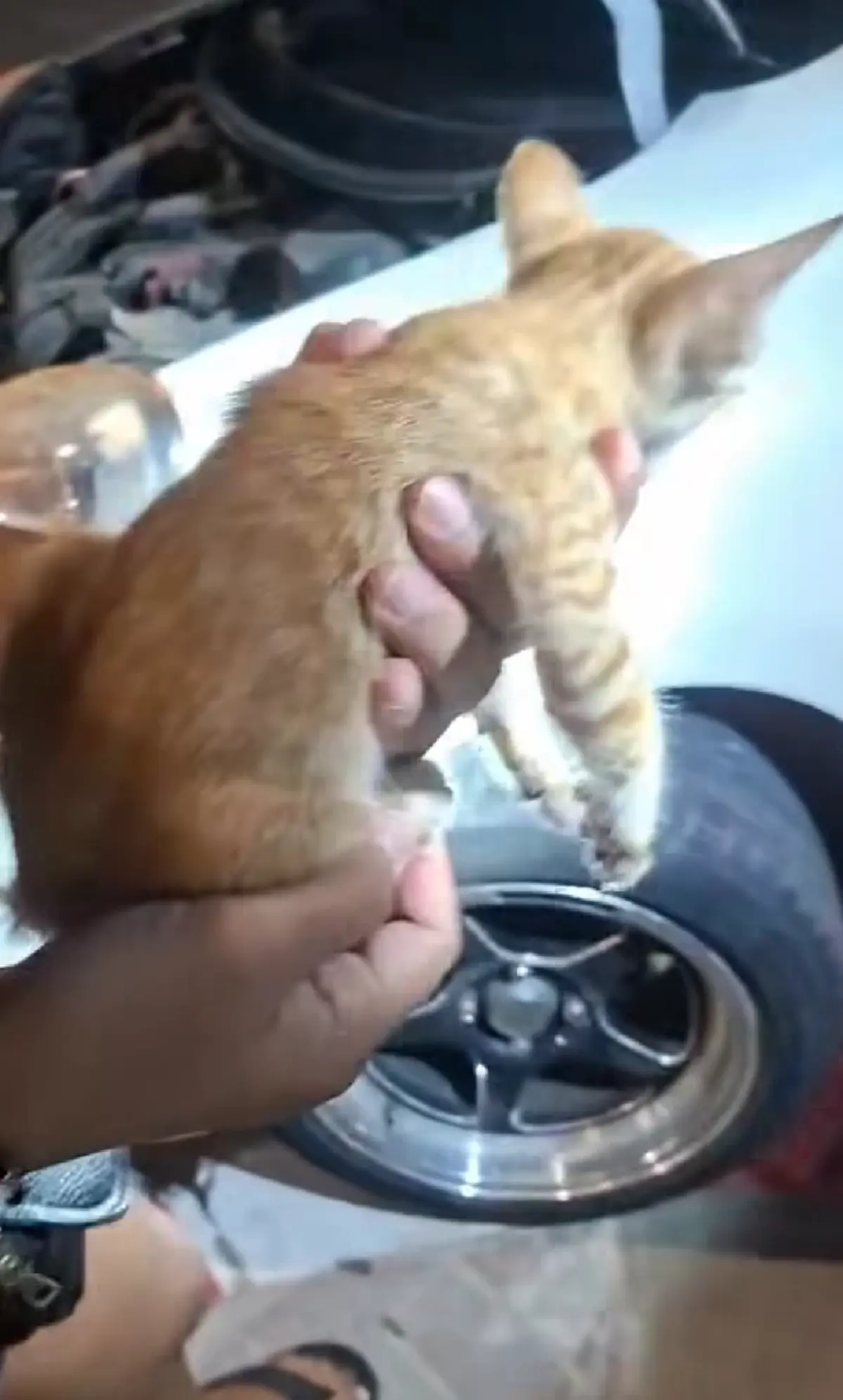 แห่ส่องทะเบียนเก๋ง ลูกแมวติดใต้ท้องรถกลางเมืองพัทยา