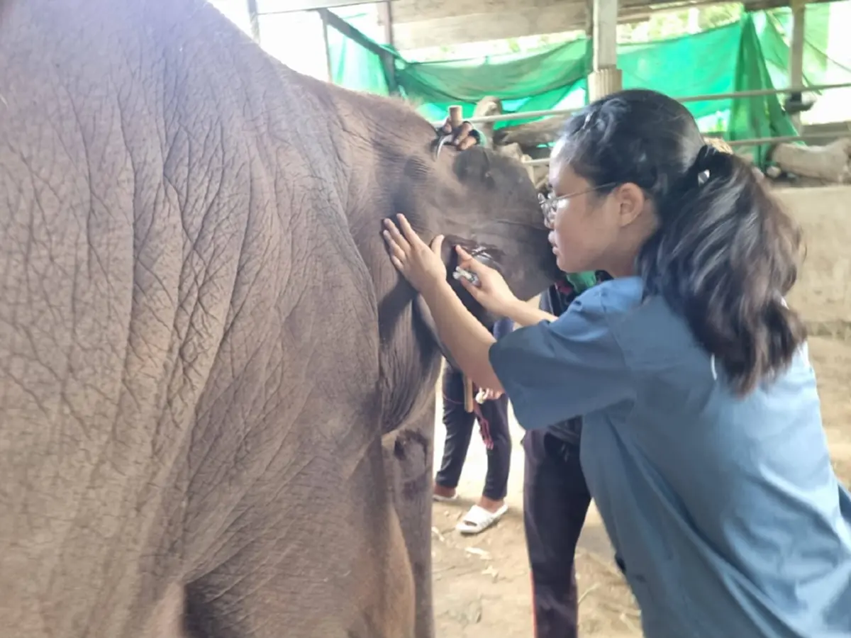 ปวดใจ EEHV ตัวร้าย เล่นงานลูกช้างอีก 2 เชือก อาการยังวิกฤติ