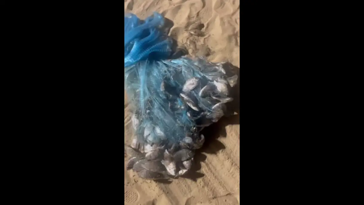 พัทยางง! ปลาหมอคางดำบุกชายหาด หวั่นทำลายสัตว์น้ำท้องถิ่น