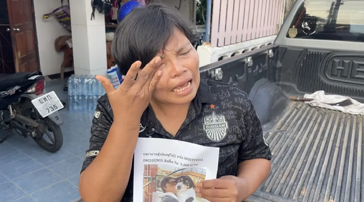 ประกาศตามหา "น้องซูโม่" หมาลายหัวใจตกใจฟ้าร้องวิ่งหาย