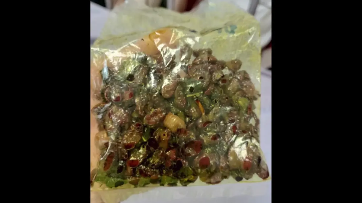 หามสาวส่งโรงพยาบาลเข้าใจผิดเพราะคิดว่ากิน ‘ไข่จักจั่น’