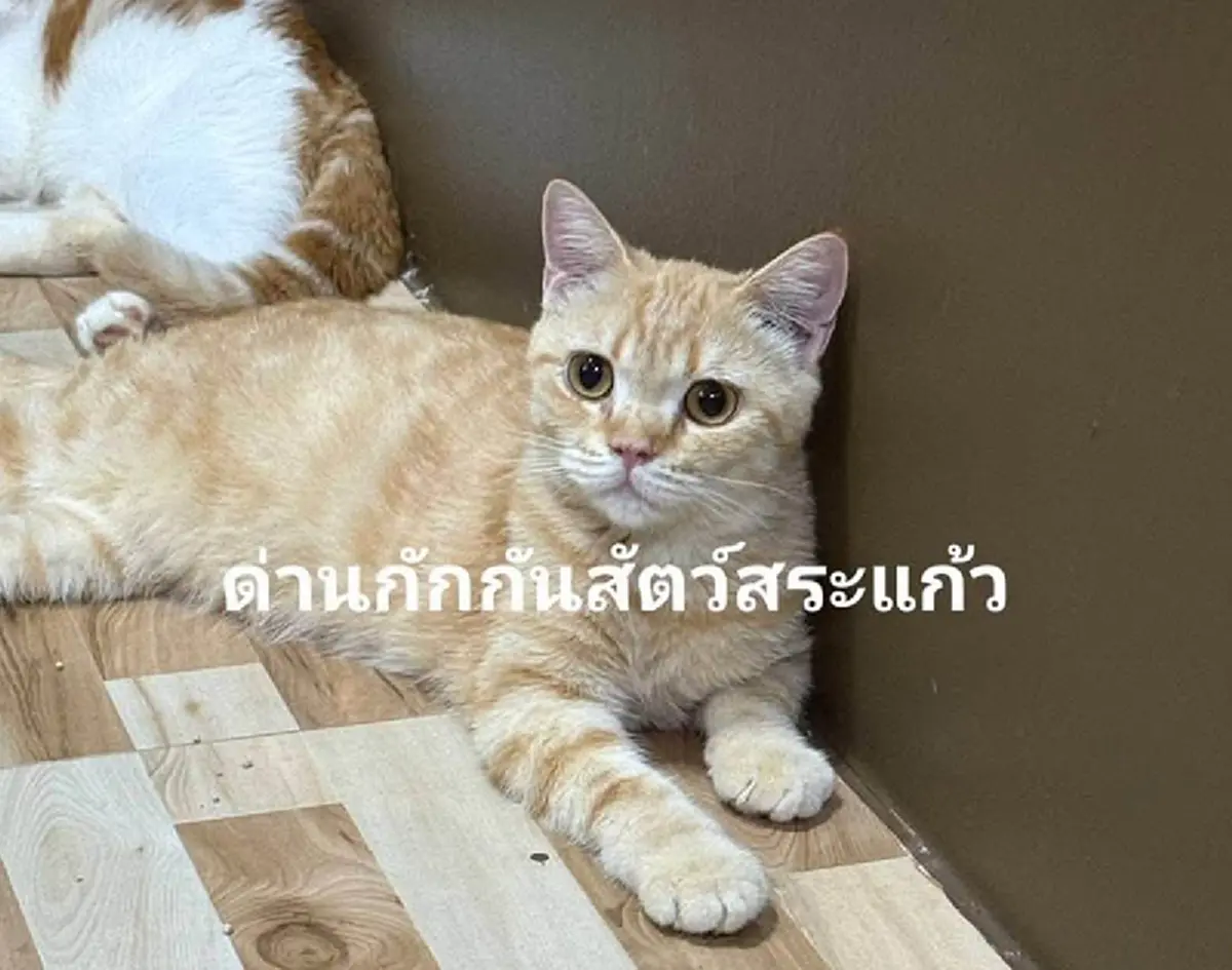 ประมูลแมวสก็อตติช 11 ตัว ชาวเน็ตสงสาร ปนสงสัยเกิดอะไรกับเจ้าของ