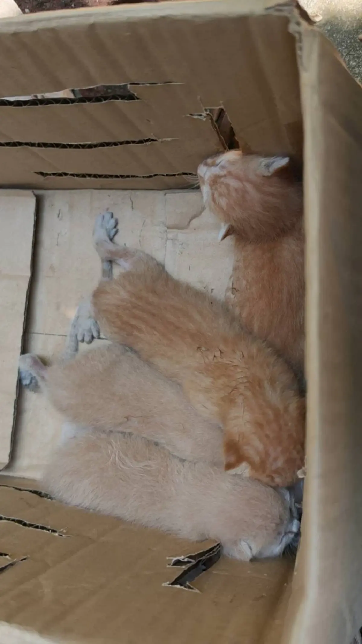 กู้ภัยช่วย 4 ลูกแมวติดใต้ท้องรถ เจ้าของรับเลี้ยงเชื่อมาให้โชค