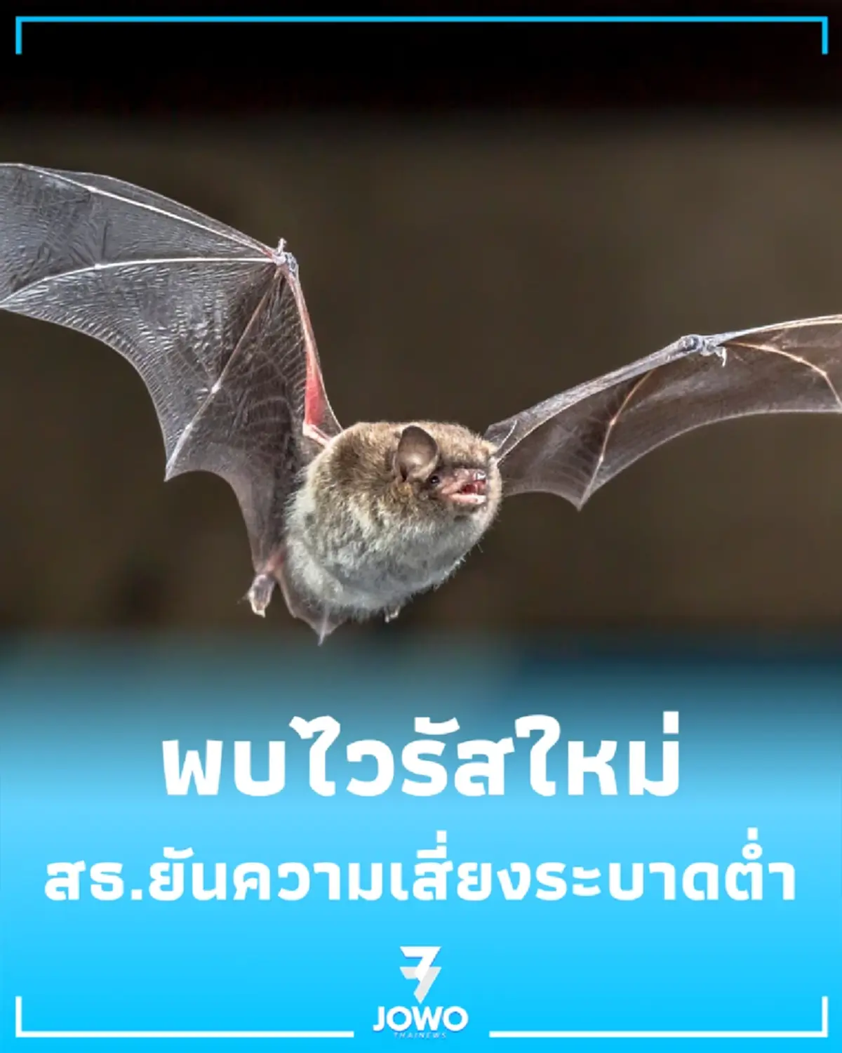 เช็กข้อเท็จจริง พบไวรัสโคโรนาใหม่ในค้างคาวไทย สธ.ยันความเสี่ยงระบาดต่ำ