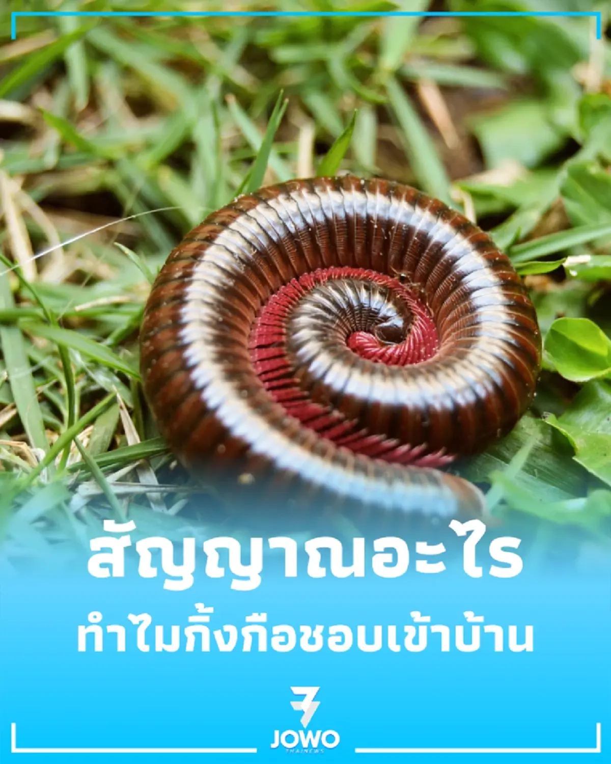 สัญญาณเตือนอะไร ทำไมกิ้งกือชอบเข้าบ้าน พร้อมวิธีรับมือ