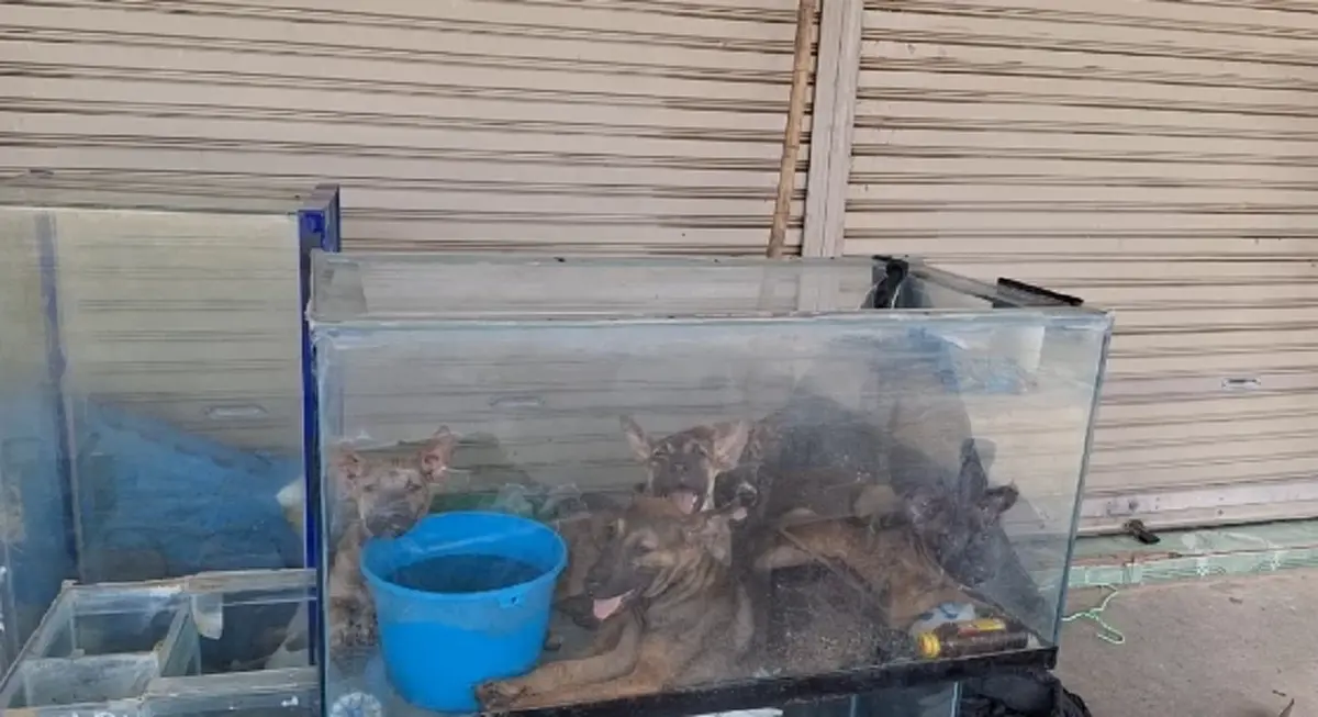 สุดสงสาร! ช่วยสุนัข 5 ตัว ถูกขังในตู้ปลา อากาศร้อนจัดจนหอบหนัก