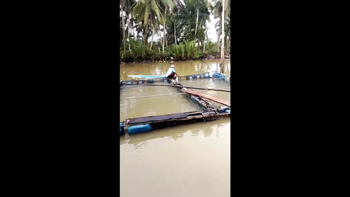 น้ำเสียถล่มกระชังชุมพร ปลากะพงน็อกตายเกลื่อน สูญยับกว่า 7 ล้าน