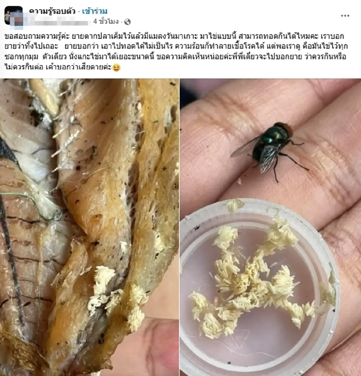 ถกสนั่น ปลาเค็มมีไข่แมลงวันทุกซอกทุกมุม ยายยืนยันทอดแล้วกินได้