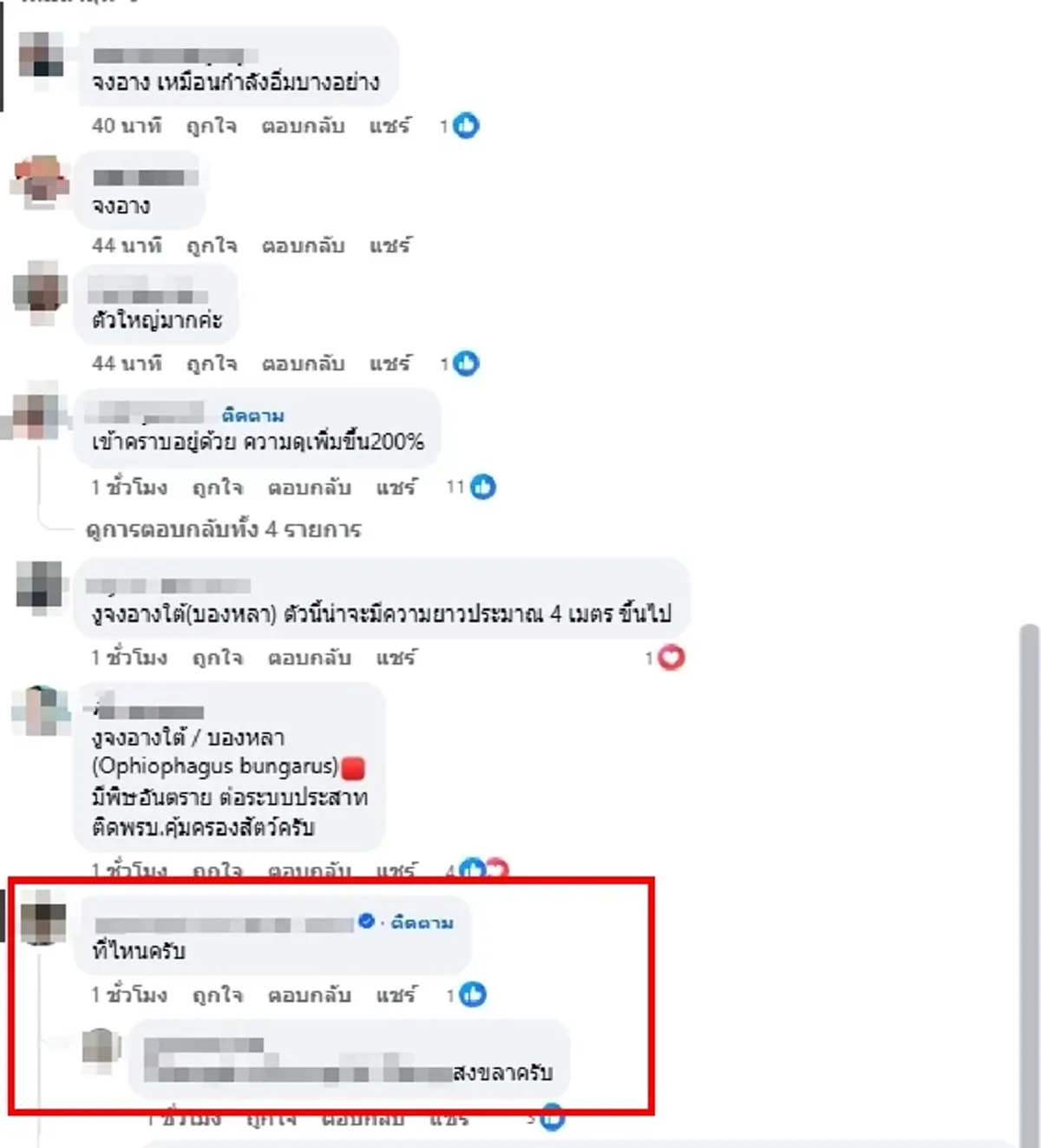 ​เจอเต็มตา งูจงอางยักษ์คาดยาว  4 เมตร เจ้าของโพสต์เผยนาทียืนจ้อง