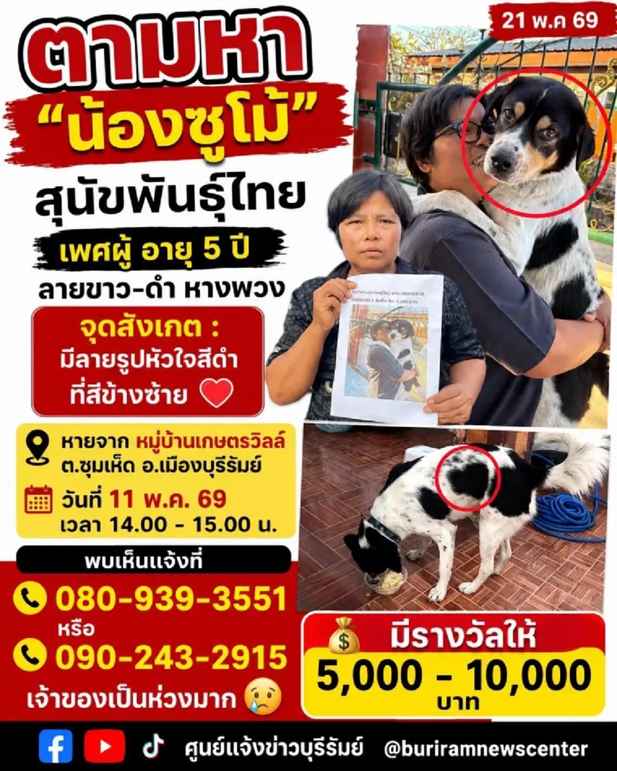 ประกาศตามหา "น้องซูโม่" หมาลายหัวใจตกใจฟ้าร้องวิ่งหาย