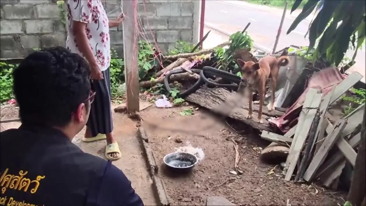 ปศุสัตว์อุดรฯ ลุยช่วยสองหมาถูกล่ามโซ่ 2 ปี ร้องระงมลั่นซอย