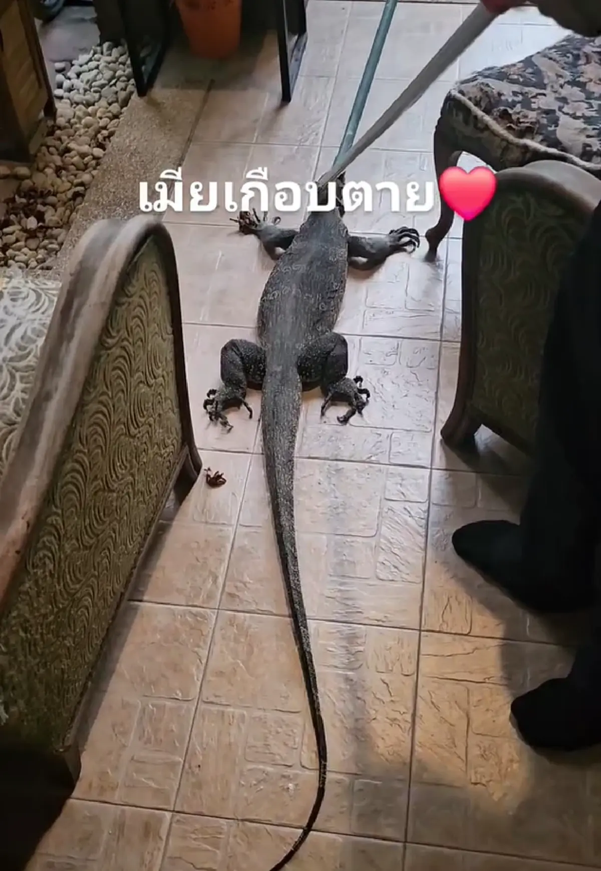 แห่ขอเลขที่บ้าน ป๋อง กพล เผยเมียเกือบตาย ตัวเงินตัวทองเข้าบ้าน