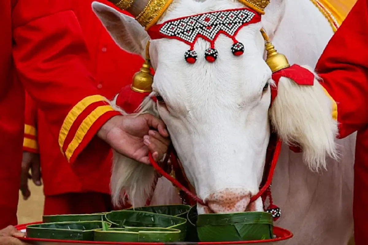 ทะเบียนรถยนต์พระที่นั่ง ในหลวง - พระราชินี เสด็จฯพิธีพืชมงคล 2569