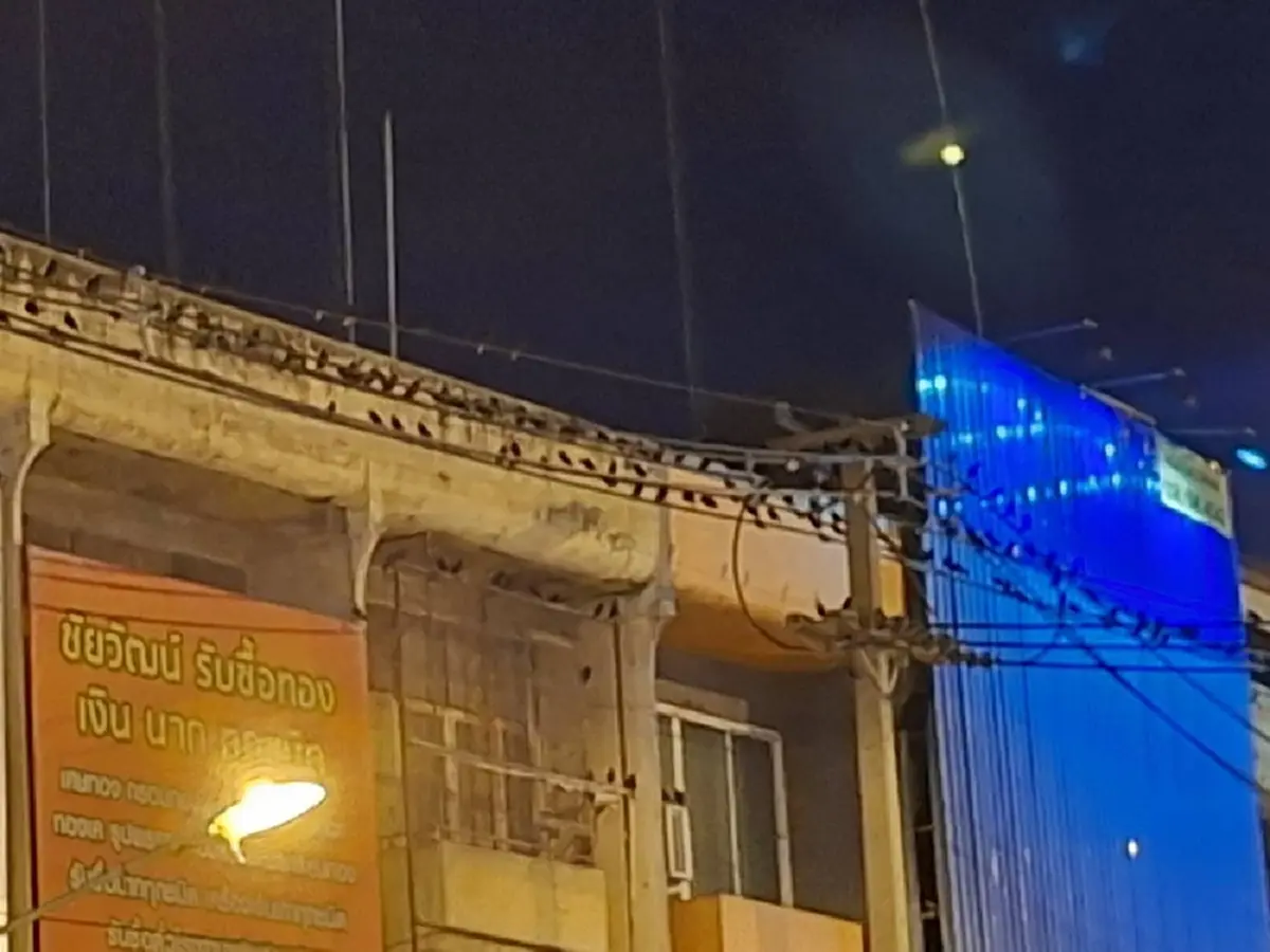 ฝูงนกเอี้ยงยึดอ่างทอง ขี้ตกใส่รถ-ร้านค้า ส่งเสียงเจี๊ยวจ๊าว