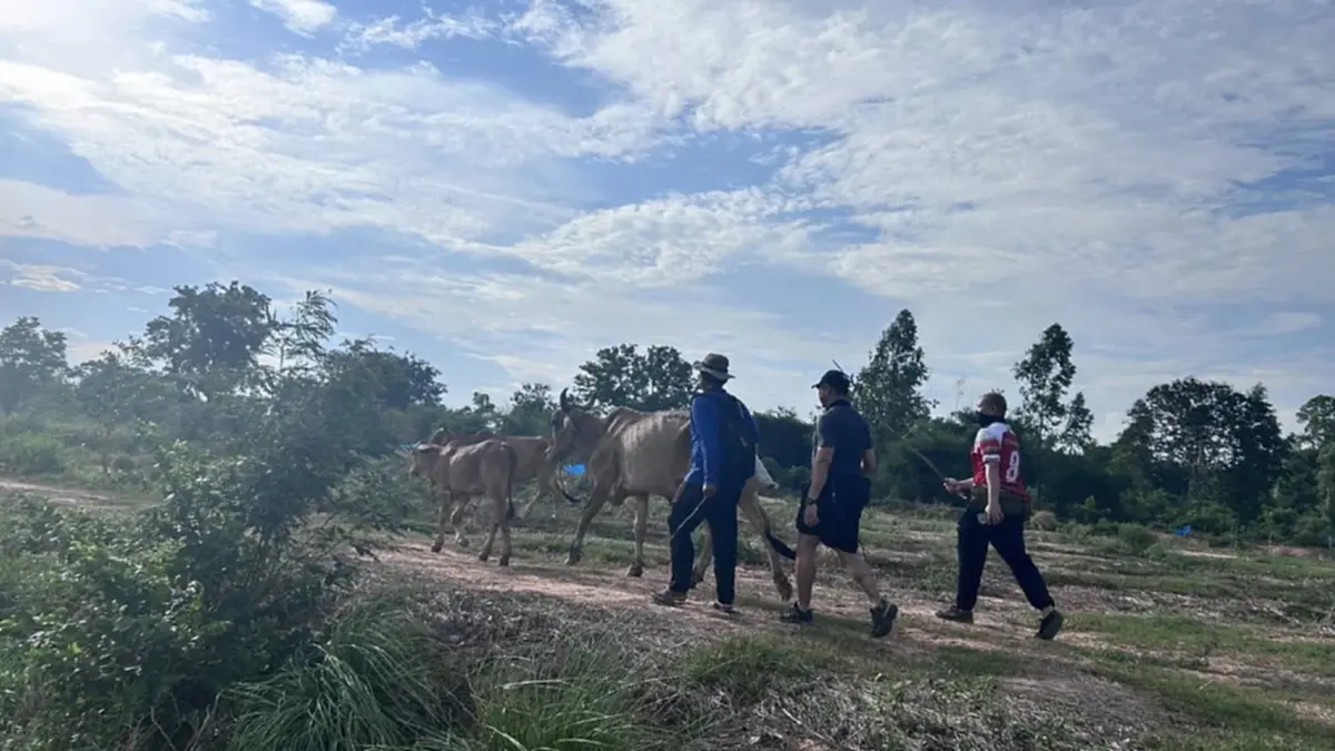 สระแก้วสกัดวัวเถื่อน 46 ตัว ขบวนการทิ้งฝูงหนีเข้าป่าชายแดน