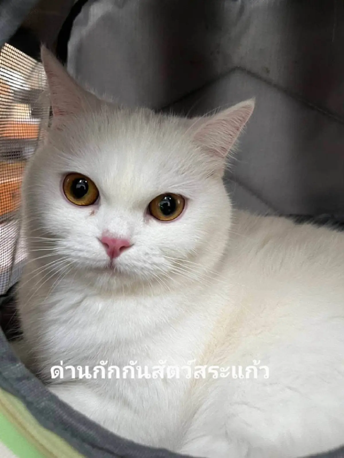 ประมูลแมวสก็อตติช 11 ตัว ชาวเน็ตสงสาร ปนสงสัยเกิดอะไรกับเจ้าของ