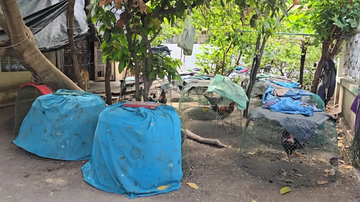 ลุยเคลียร์ปมลุงเลี้ยงไก่ร้อยตัว ส่งกลิ่นหึ่ง ทำเพื่อนบ้านป่วย