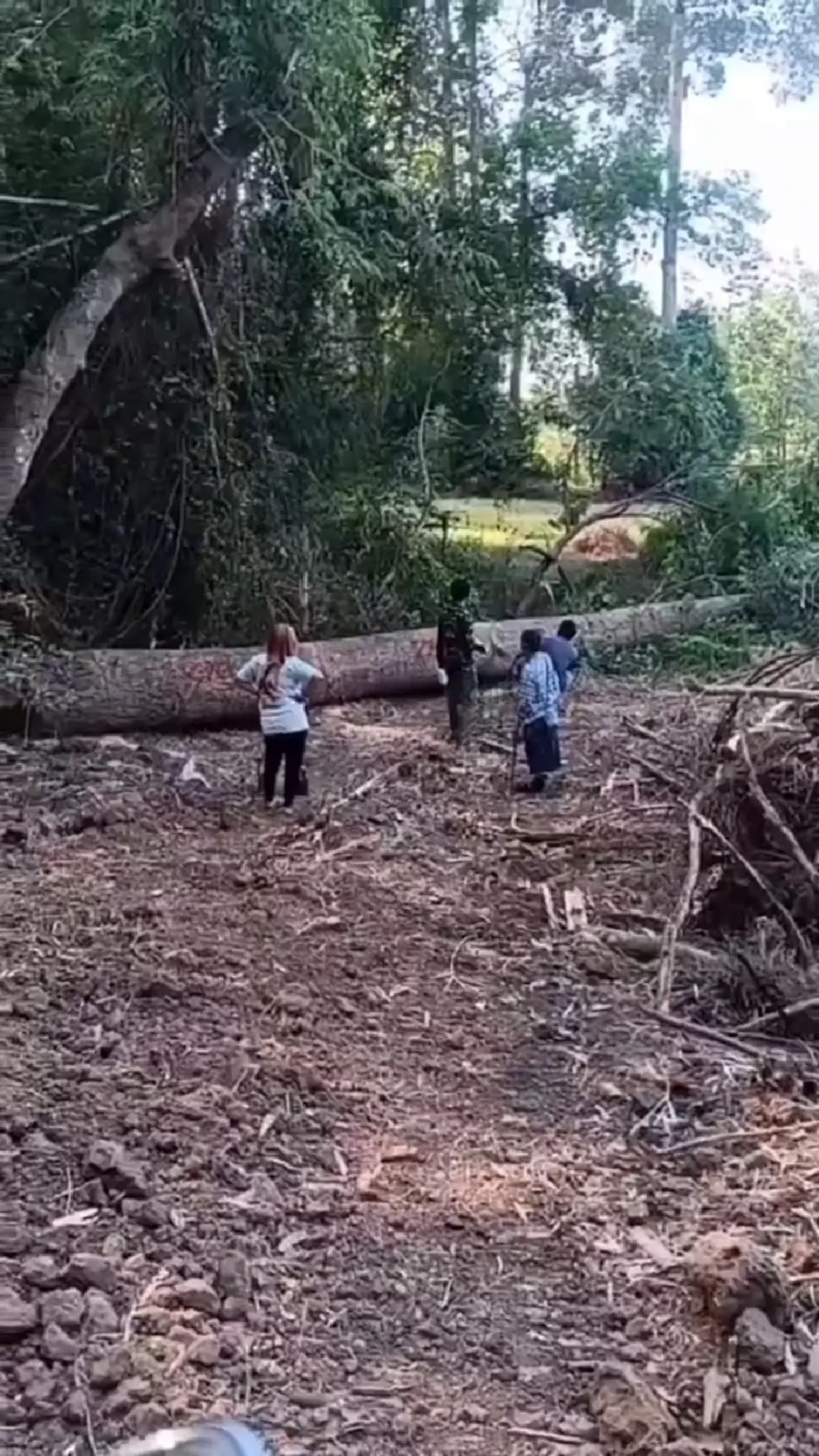 ชาวบ้านชัยภูมิแฉมอดไม้เอี่ยวรัฐ ไหวตัวหนีทันหลังป่าไม้เพิกเฉย