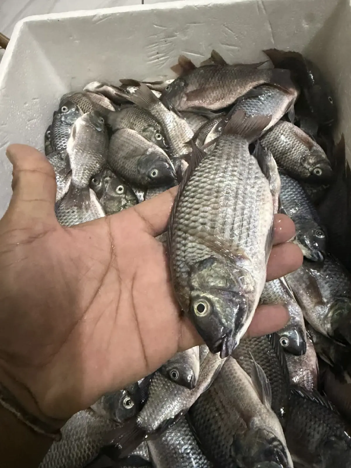 พัทยางง! ปลาหมอคางดำบุกชายหาด หวั่นทำลายสัตว์น้ำท้องถิ่น