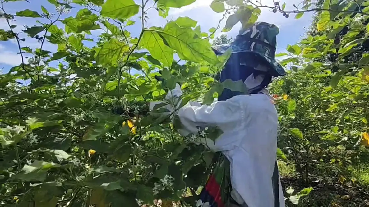 มะเขือพวงโคราชราคาพุ่งทะลุร้อยบาททุบสถิติหลังอากาศร้อนจัด