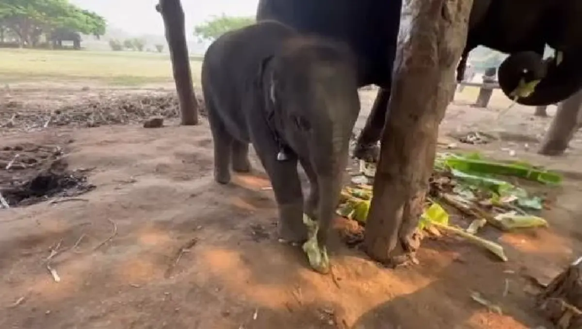 ฟ้าผ่ากลางใจ น้องปลาทู ช้างน้อยชื่อดัง กลับดาวช้างแล้ว