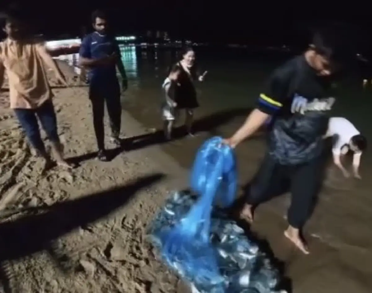 พัทยางง! ปลาหมอคางดำบุกชายหาด หวั่นทำลายสัตว์น้ำท้องถิ่น