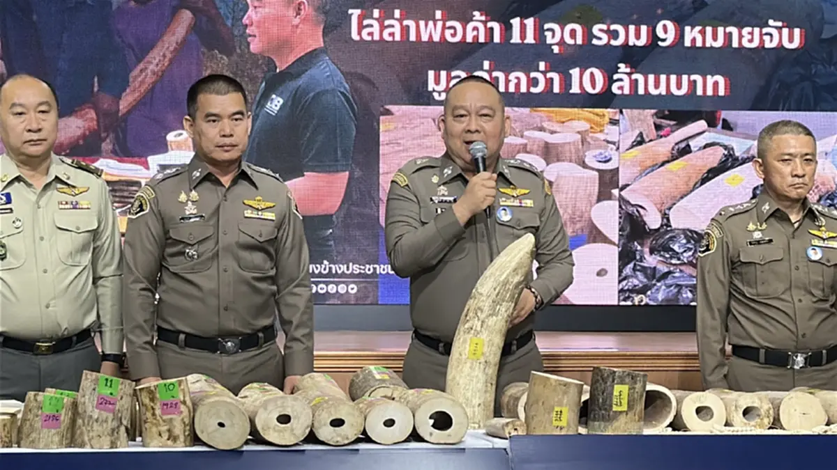 เปิดแผน คชาฆาตปิดปลายงา ทลายตลาดงาช้างใต้ดิน ยึดเกือบ 10 ล้าน