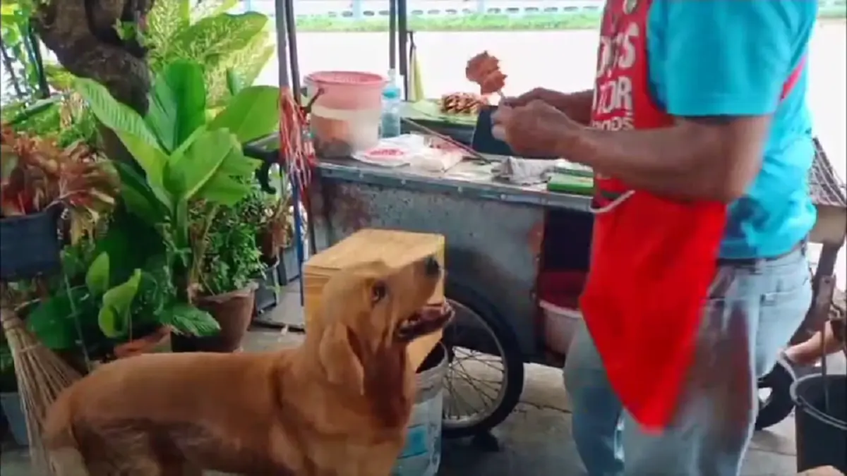 ไม่ได้มาเล่นๆ! เจ้าสิงโตหมาหัวใสอ้อนขอเงินคาบซื้อหมูย่าง