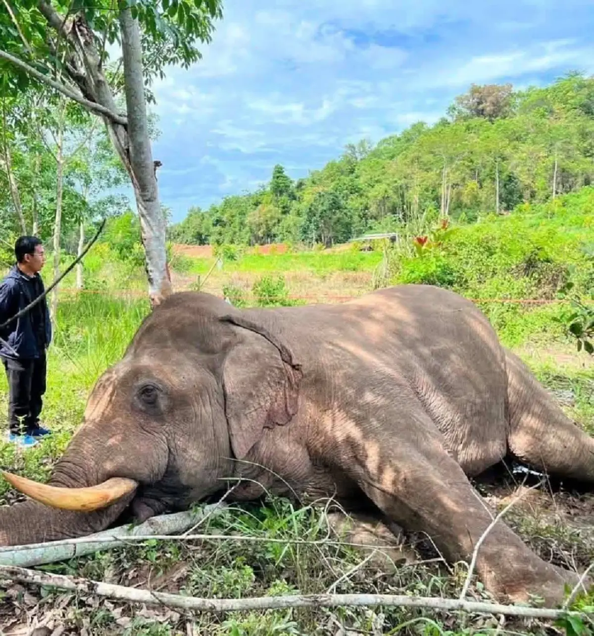 รู้ตัวตนช้างป่าถูกไฟช็อตล้ม ที่แท้ตัวดัง แฟนคลับยิ่งใจหาย