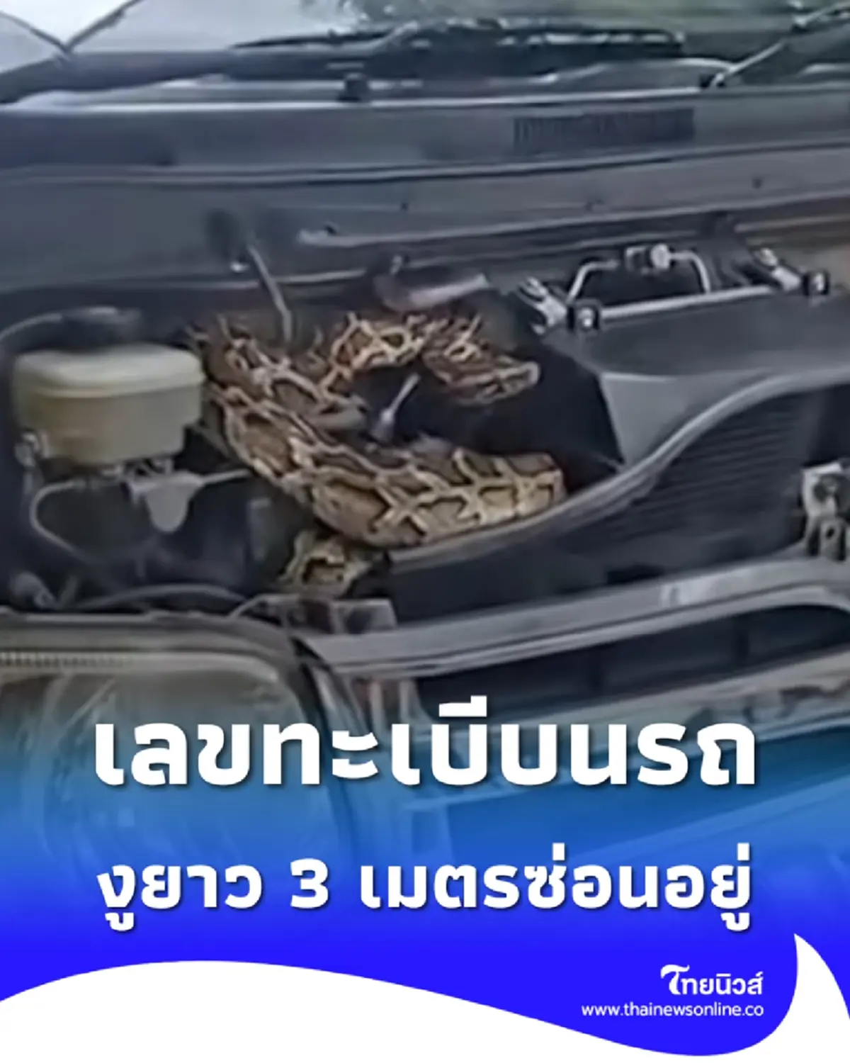 ทะเบีบนรถตู้ เจ้าของรถเจองูยาว 3 เมตรซ่อนอยู่ในห้องเครื่อง