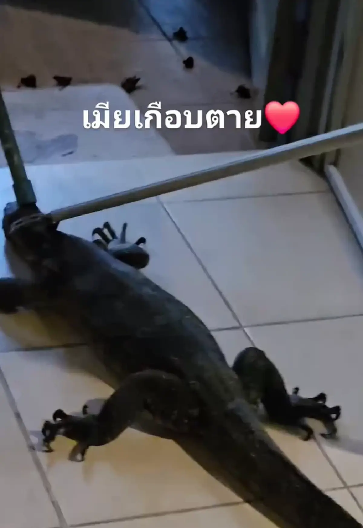 แห่ขอเลขที่บ้าน ป๋อง กพล เผยเมียเกือบตาย ตัวเงินตัวทองเข้าบ้าน